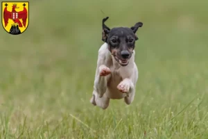 Mehr über den Artikel erfahren Japanischer Terrier Züchter und Welpen im Burgenland