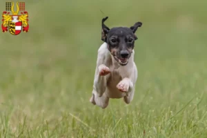 Mehr über den Artikel erfahren Japanischer Terrier Züchter und Welpen in Kärnten