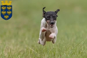 Mehr über den Artikel erfahren Japanischer Terrier Züchter und Welpen in Niederösterreich