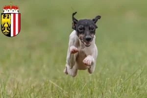 Mehr über den Artikel erfahren Japanischer Terrier Züchter und Welpen in Oberösterreich