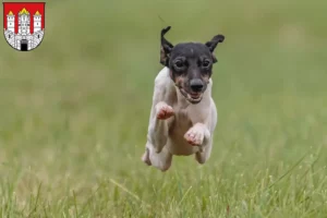 Mehr über den Artikel erfahren Japanischer Terrier Züchter und Welpen in Salzburg