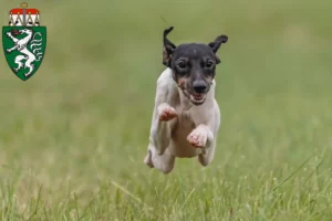 Mehr über den Artikel erfahren Japanischer Terrier Züchter und Welpen in der Steiermark