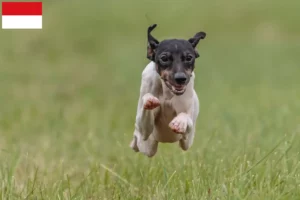 Mehr über den Artikel erfahren Japanischer Terrier Züchter und Welpen in Wien