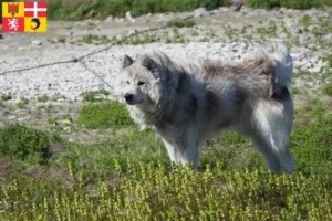 Mehr über den Artikel erfahren Kanadischer Eskimohund Züchter und Welpen in Auvergne-Rhône-Alpes