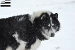 Mehr über den Artikel erfahren Kanadischer Eskimohund Züchter und Welpen in der Bretagne