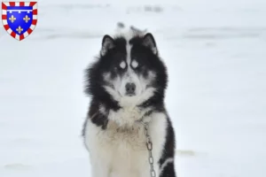 Mehr über den Artikel erfahren Kanadischer Eskimohund Züchter und Welpen in Centre-Val de Loire