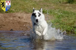 Mehr über den Artikel erfahren Kanadischer Eskimohund Züchter und Welpen in Hauts-de-France