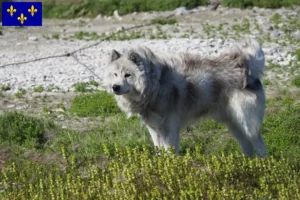 Mehr über den Artikel erfahren Kanadischer Eskimohund Züchter und Welpen in Île-de-France