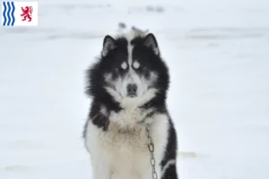 Mehr über den Artikel erfahren Kanadischer Eskimohund Züchter und Welpen in Nouvelle-Aquitaine