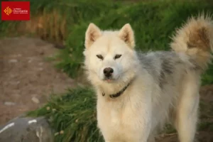 Mehr über den Artikel erfahren Kanadischer Eskimohund Züchter und Welpen in Okzitanien