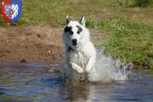 Mehr über den Artikel erfahren Kanadischer Eskimohund Züchter und Welpen in Pays de la Loire