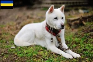 Mehr über den Artikel erfahren Kishu Züchter und Welpen in Gelderland