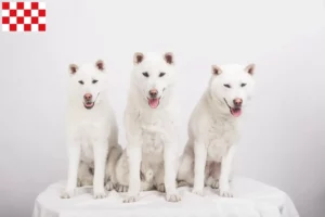 Mehr über den Artikel erfahren Kishu Züchter und Welpen in Nordbrabant