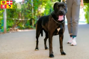 Mehr über den Artikel erfahren Labrastaff Züchter und Welpen in Auvergne-Rhône-Alpes