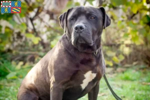 Mehr über den Artikel erfahren Labrastaff Züchter und Welpen in Bourgogne-Franche-Comté