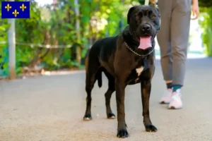 Mehr über den Artikel erfahren Labrastaff Züchter und Welpen in Île-de-France