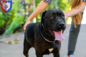 Mehr über den Artikel erfahren Labrastaff Züchter und Welpen in Pays de la Loire