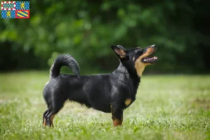 Mehr über den Artikel erfahren Lancashire Heeler Züchter und Welpen in Bourgogne-Franche-Comté