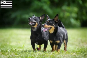 Mehr über den Artikel erfahren Lancashire Heeler Züchter und Welpen in der Bretagne