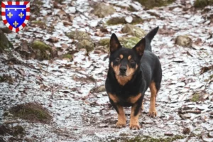 Mehr über den Artikel erfahren Lancashire Heeler Züchter und Welpen in Centre-Val de Loire