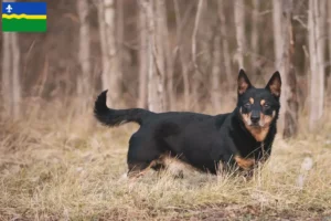 Mehr über den Artikel erfahren Lancashire Heeler Züchter und Welpen in Flevoland