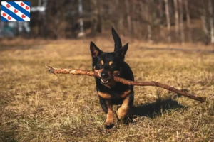 Mehr über den Artikel erfahren Lancashire Heeler Züchter und Welpen in Friesland