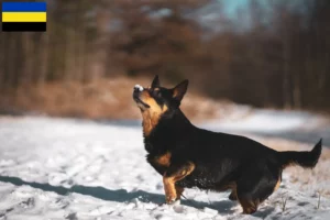 Mehr über den Artikel erfahren Lancashire Heeler Züchter und Welpen in Gelderland