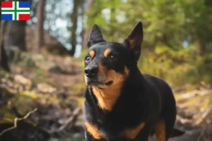 Mehr über den Artikel erfahren Lancashire Heeler Züchter und Welpen in Groningen