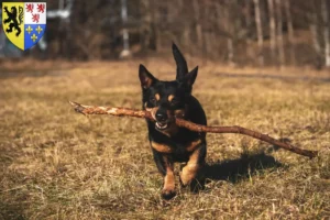 Mehr über den Artikel erfahren Lancashire Heeler Züchter und Welpen in Hauts-de-France