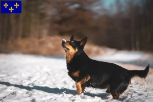 Mehr über den Artikel erfahren Lancashire Heeler Züchter und Welpen in Île-de-France