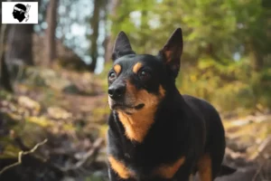 Mehr über den Artikel erfahren Lancashire Heeler Züchter und Welpen auf Korsika