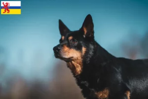 Mehr über den Artikel erfahren Lancashire Heeler Züchter und Welpen in Limburg