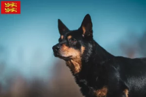 Mehr über den Artikel erfahren Lancashire Heeler Züchter und Welpen in der Normandie