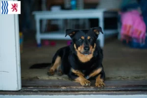 Mehr über den Artikel erfahren Lancashire Heeler Züchter und Welpen in Nouvelle-Aquitaine