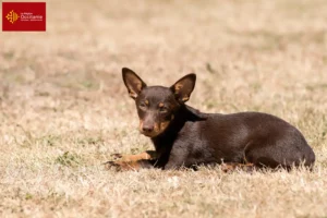 Mehr über den Artikel erfahren Lancashire Heeler Züchter und Welpen in Okzitanien