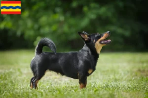 Mehr über den Artikel erfahren Lancashire Heeler Züchter und Welpen in Overijssel