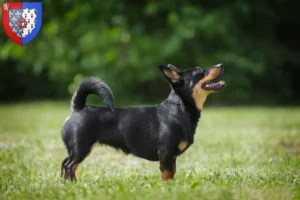 Mehr über den Artikel erfahren Lancashire Heeler Züchter und Welpen in Pays de la Loire