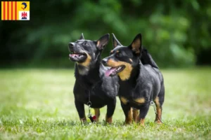 Mehr über den Artikel erfahren Lancashire Heeler Züchter und Welpen in der Provence-Alpes-Côte d’Azur