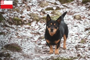 Mehr über den Artikel erfahren Lancashire Heeler Züchter und Welpen in Utrecht