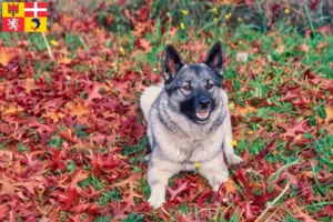 Mehr über den Artikel erfahren Norwegischer Elchhund Züchter und Welpen in Auvergne-Rhône-Alpes