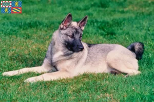 Mehr über den Artikel erfahren Norwegischer Elchhund Züchter und Welpen in Bourgogne-Franche-Comté