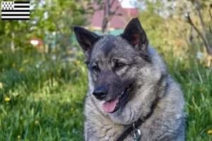 Mehr über den Artikel erfahren Norwegischer Elchhund Züchter und Welpen in der Bretagne