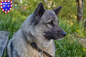 Mehr über den Artikel erfahren Norwegischer Elchhund Züchter und Welpen in Centre-Val de Loire