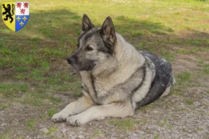 Mehr über den Artikel erfahren Norwegischer Elchhund Züchter und Welpen in Hauts-de-France