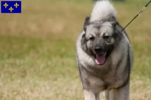 Mehr über den Artikel erfahren Norwegischer Elchhund Züchter und Welpen in Île-de-France