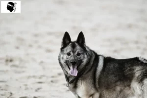 Mehr über den Artikel erfahren Norwegischer Elchhund Züchter und Welpen auf Korsika