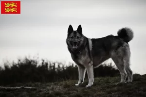 Mehr über den Artikel erfahren Norwegischer Elchhund Züchter und Welpen in der Normandie