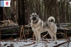 Mehr über den Artikel erfahren Norwegischer Elchhund Züchter und Welpen in Nouvelle-Aquitaine