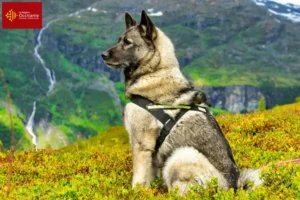 Mehr über den Artikel erfahren Norwegischer Elchhund Züchter und Welpen in Okzitanien