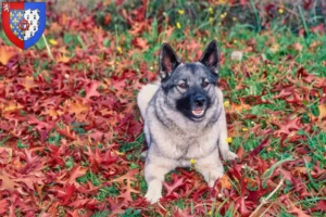 Mehr über den Artikel erfahren Norwegischer Elchhund Züchter und Welpen in Pays de la Loire